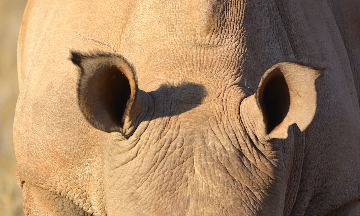 Bienvenue sur Rhino Horn France