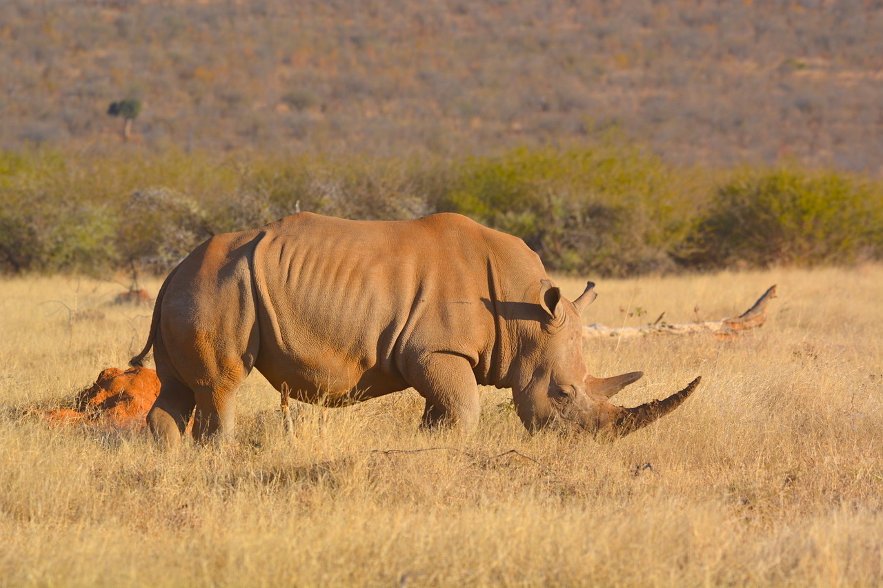 How does a rhino grow horns, and what was the longest war? Try our kids'  quiz, Family