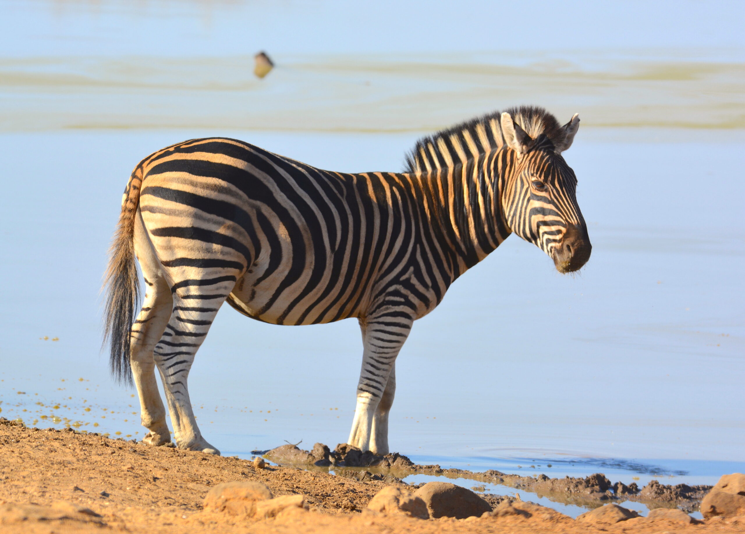 Why do zebras have stripes? Because they don't want to be spotted! -  Morukuru Family
